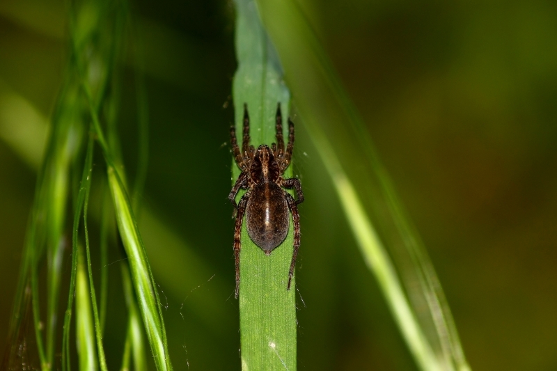 Trochosa sp. (Lycosidae)